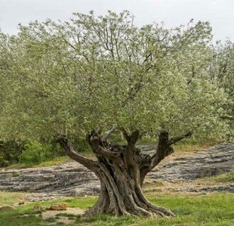 AUTOUR DE L'OLIVIER A NYONS